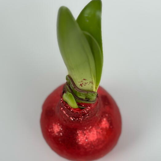 Луковица Амариллиса