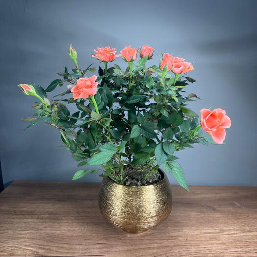 Роза кустовая орандж в золотом кашпо