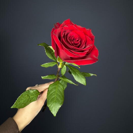 Rosa