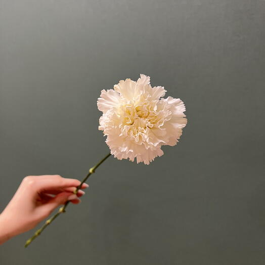 Диантус белый (Гвоздика)