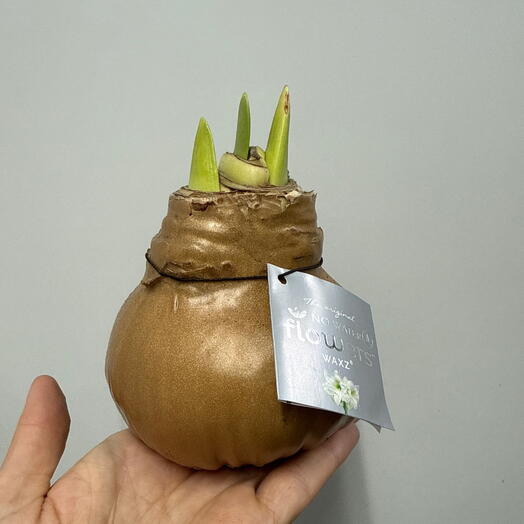 Амариллис в воске «Карамель» XXL