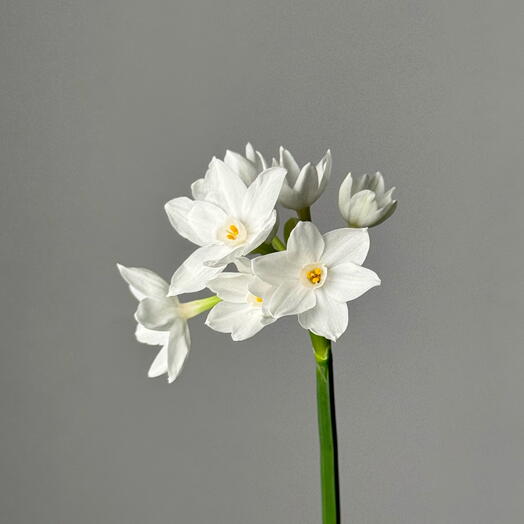 Кустовой нарцисс «Растим»