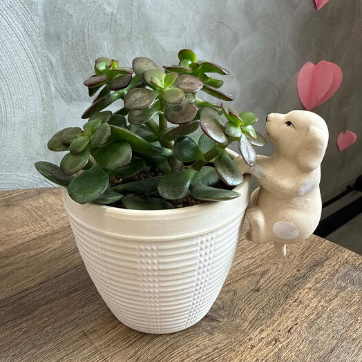 Комнатное растение Крусула (Денежное дерево)