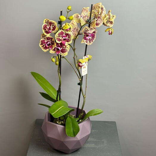 Орхидея 2 ствола яркой тропической окраски в стильном фигурном горшке 😍