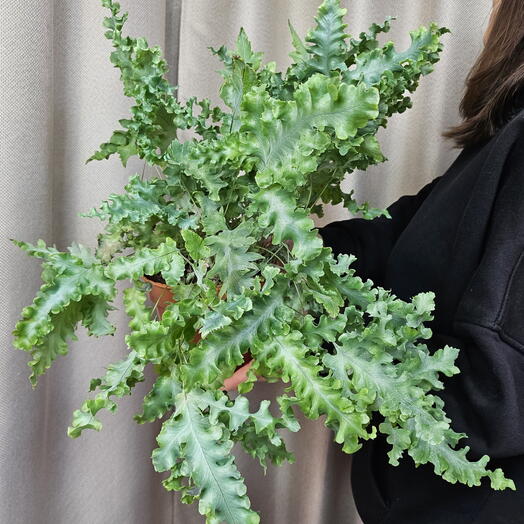 Флебодиум Давана (Phlebodium aureum  Davana )