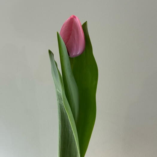 Pink tulip