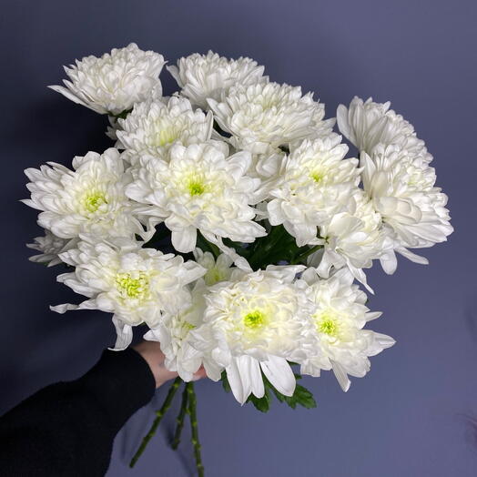 Скидка 30%🔥 3 хризантемы на ленте