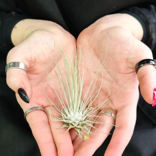 Тилландсия Серебристая (Tillandsia Argentea)