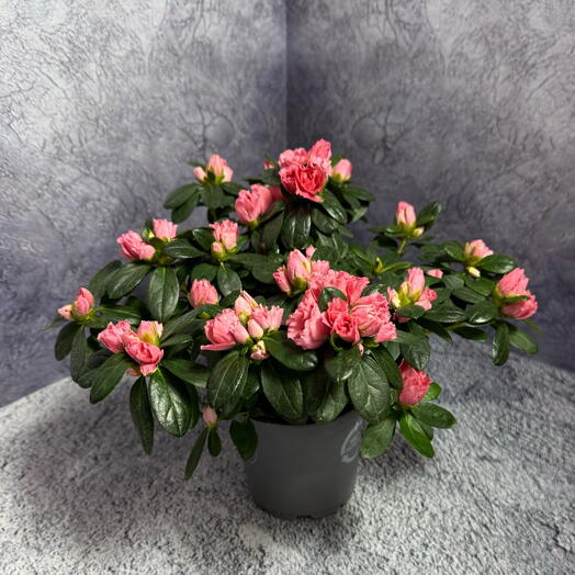 Нежно-розовая азалия