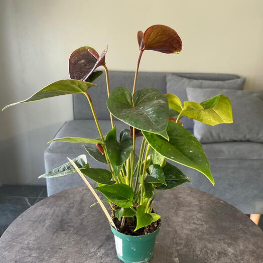 Антуриум адндрианум микс