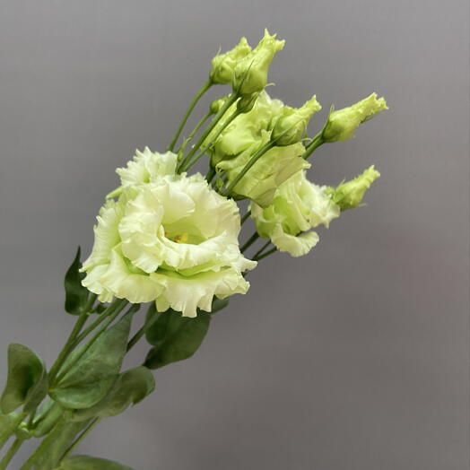Эустома «Алисия» («Alicia Green»)/Лизиантус (Eustoma / Lisianthus)