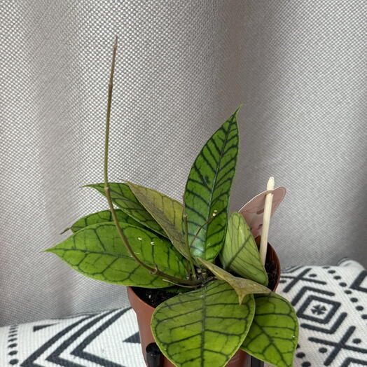 Хойя Каллистофилла. Hoya Callistophylla