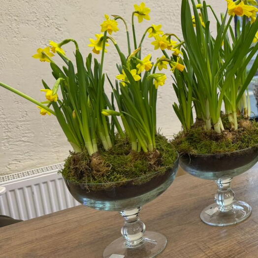 Нарцисс в вазе