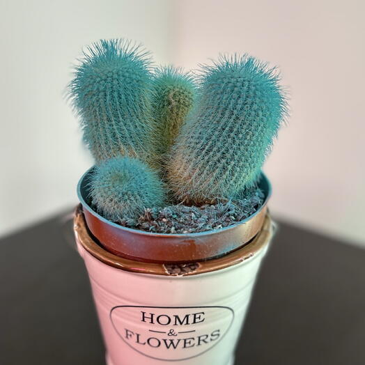 Кактус 🌵