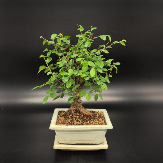 Бонсай Вяз в бежевой керамической бонсайнице