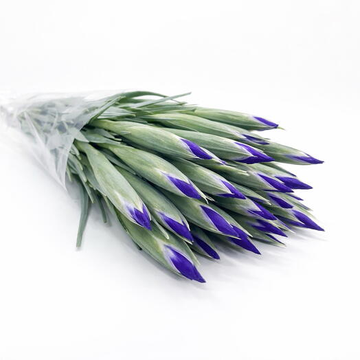 Пачка (35 шт.) Ирис Блю Мэджик 50 см