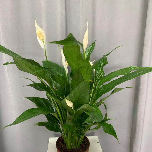 Спатифиллум  1