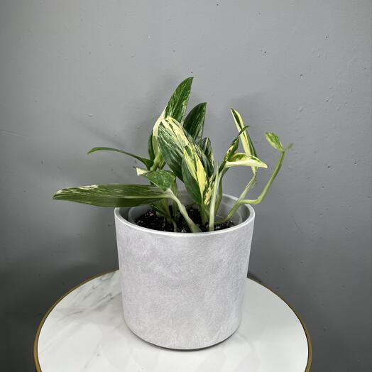 Монстера Standleyana variegata в бетонном кашпо