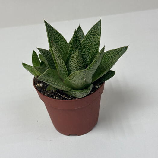 Кактус 🌵 💚