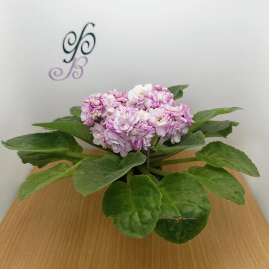 Розовая фиалка (*72)