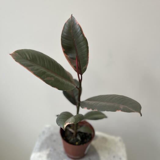 Фикус Эластика 🌱