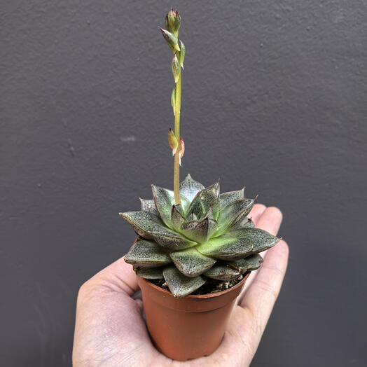 Эчиверия Каменная роза (Echeveria Purpusorum)