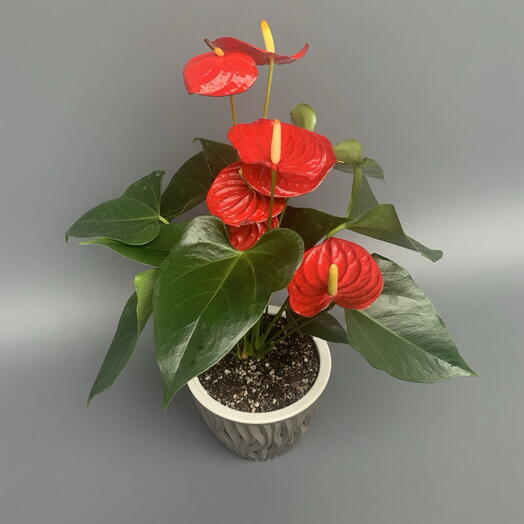Антуриум Андре «Красное Очарование» (Flamingo Red) в стильном кашпо d16