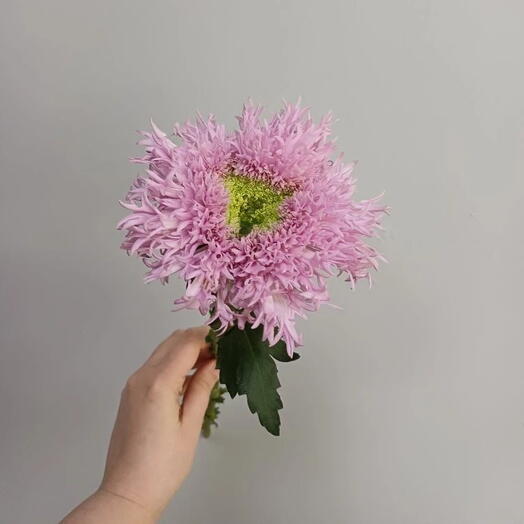 Хризантема Этруско