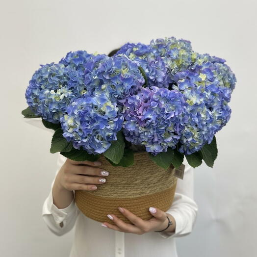 Гортензия в кашпо 🌸