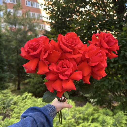 5 французский роз ( красивое оформление в подарок )