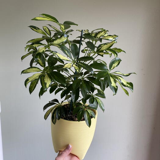 Шефлера🌿