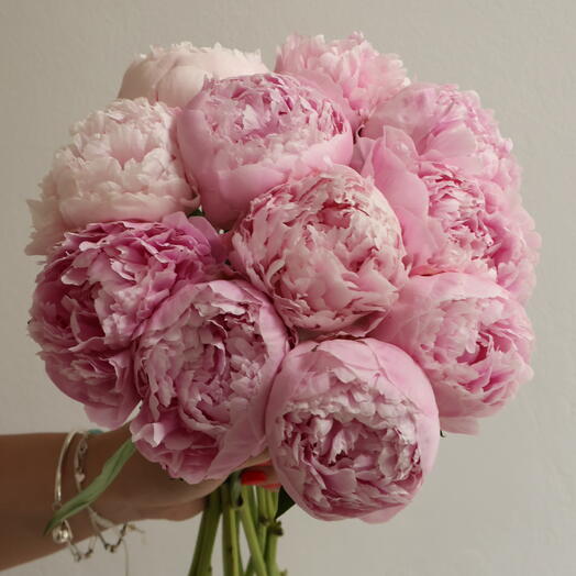 Soft Peony Dreams