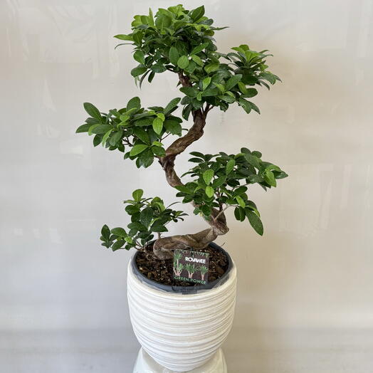 Фикус Микрокарпа Гинсенг (Ficus microcarpa Ginseng)