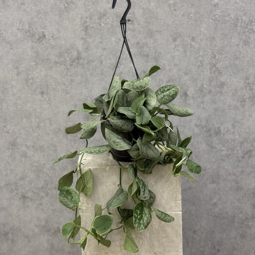 Сциндапсус silvery ann hanging pot