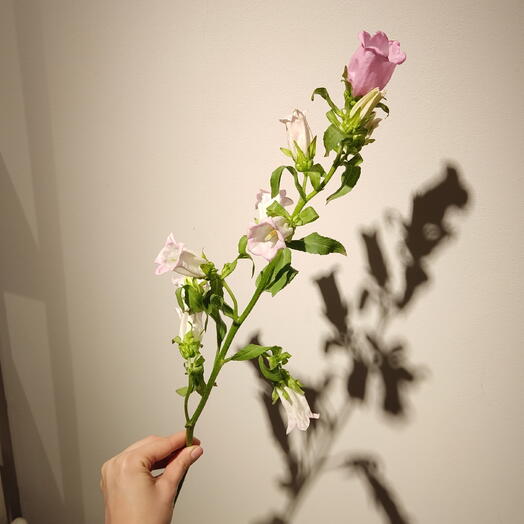 Кампанула розовая