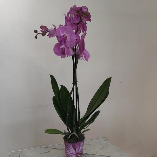 Комнатное растение Орхидея Orchids