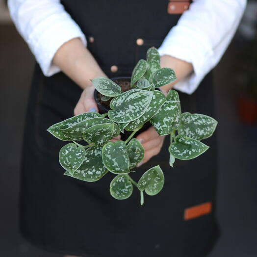 Сциндапсус пиктус (Scindapsus pictus),  «атласный лотос» или «серебряная лоза»