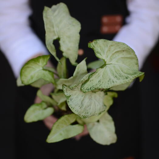 Сингониум ножколистный (Syngonium podophyllum), сорт «White Butterfly» («Белая бабочка»)