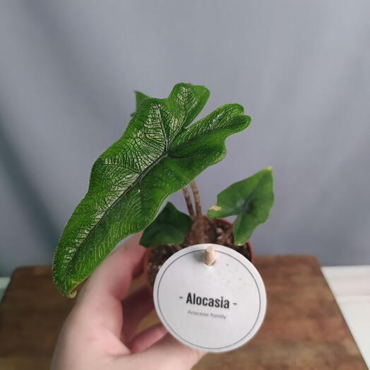 Алоказия Жаклин (Детка)