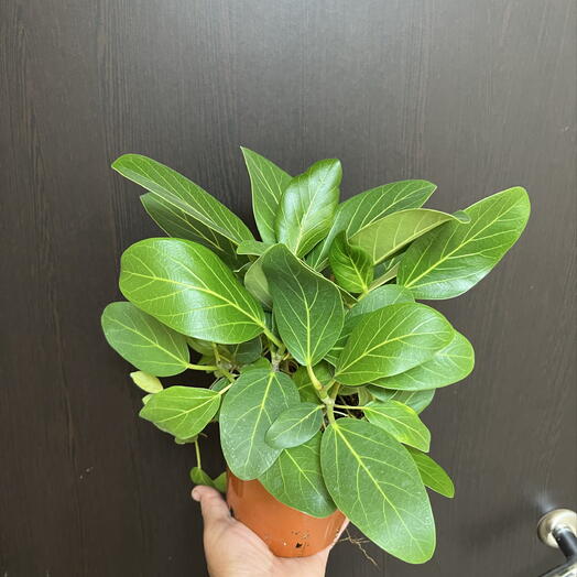 Фикус лирата бамбино