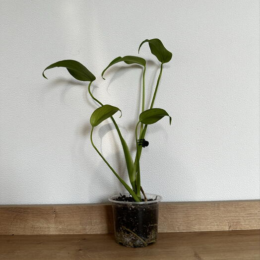Monstera Burle Marx Flame – Rare Tropical Statement Plant