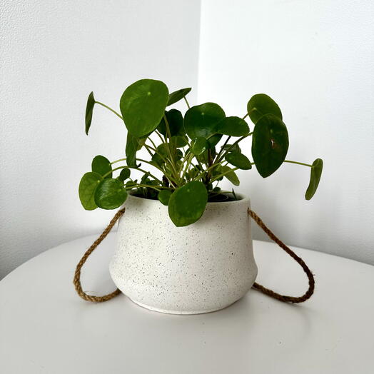 Pilea Peperomioides in a ceramic pot