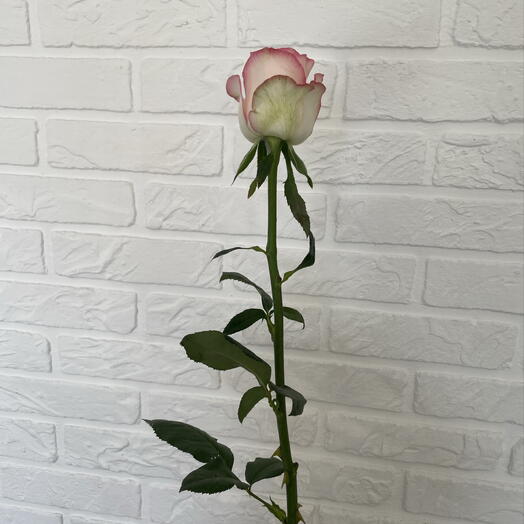 RoseBrew