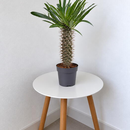 Pachypodium lamerei – Madagascar Palm