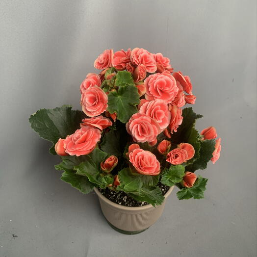 Бегония, невероятно розовая пышная шапка- долгое цветение🌸