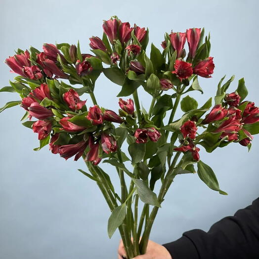 Пачка Альстромерия красная, 10 шт