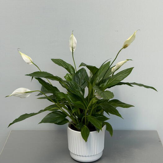 СПАТИФИЛУМ (SPATHIPHYLLUM) TORELLI