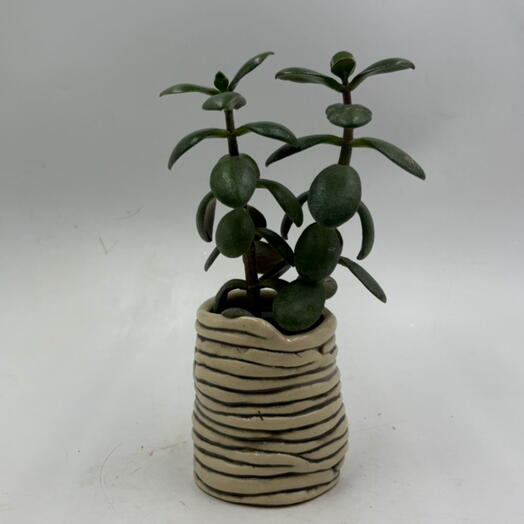 Крассула Овата (Crassula ovata) «Денежное дерево» в керамике