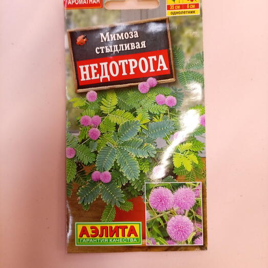 Семена цветов Мимоза стыдливая