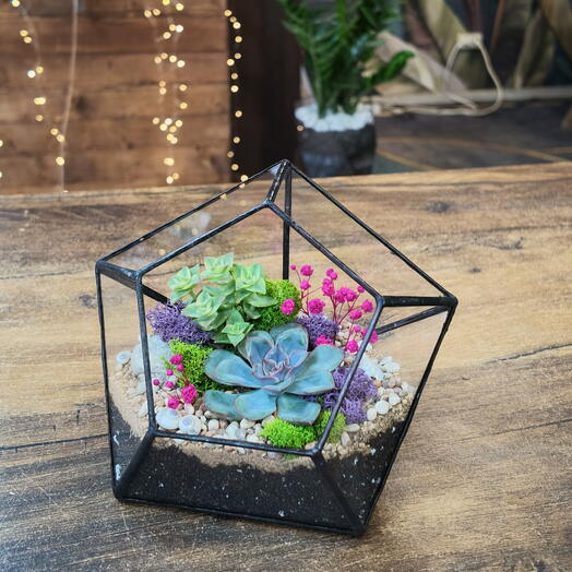Florarium con suculentas